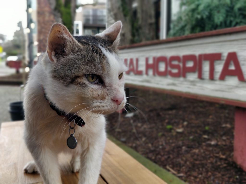 Binky outside Green Lake Animal Hospital